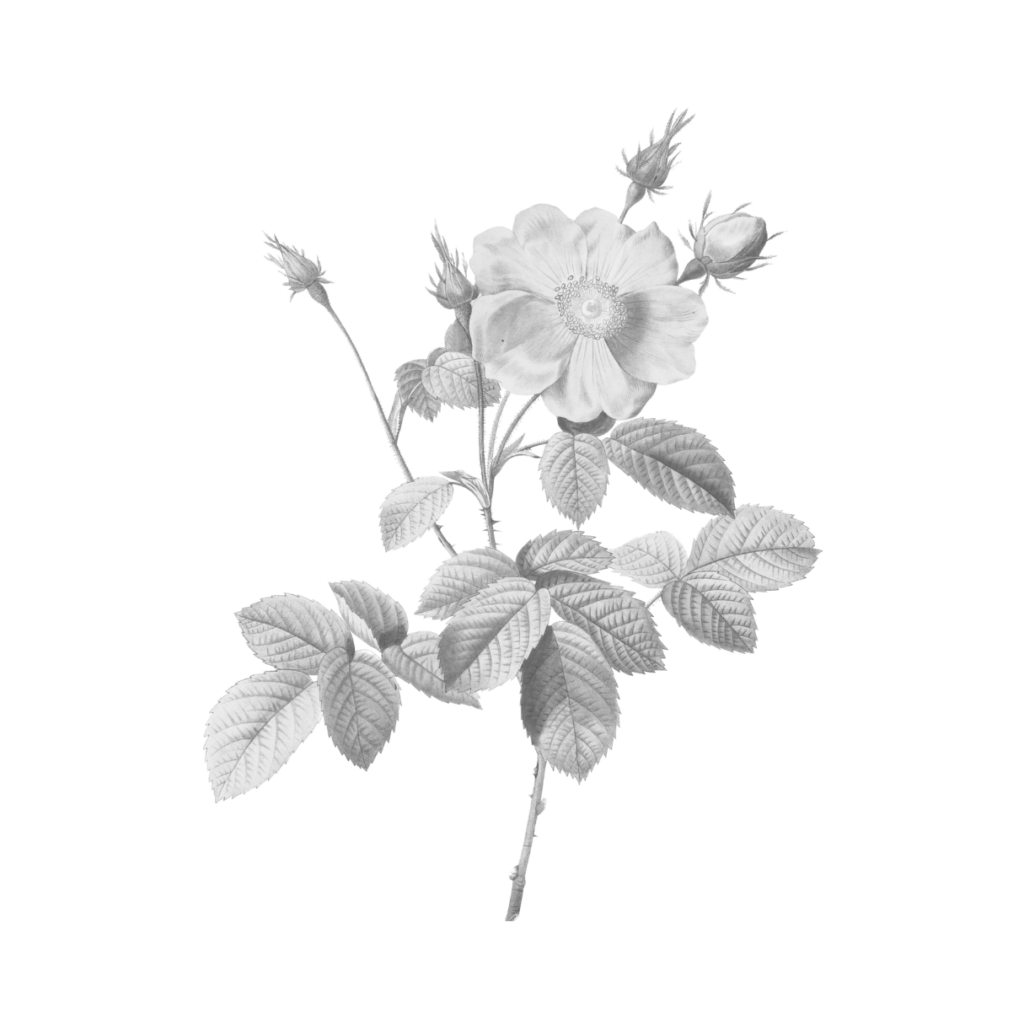Delicate illustration of a flower for My French Country Home Magazine.