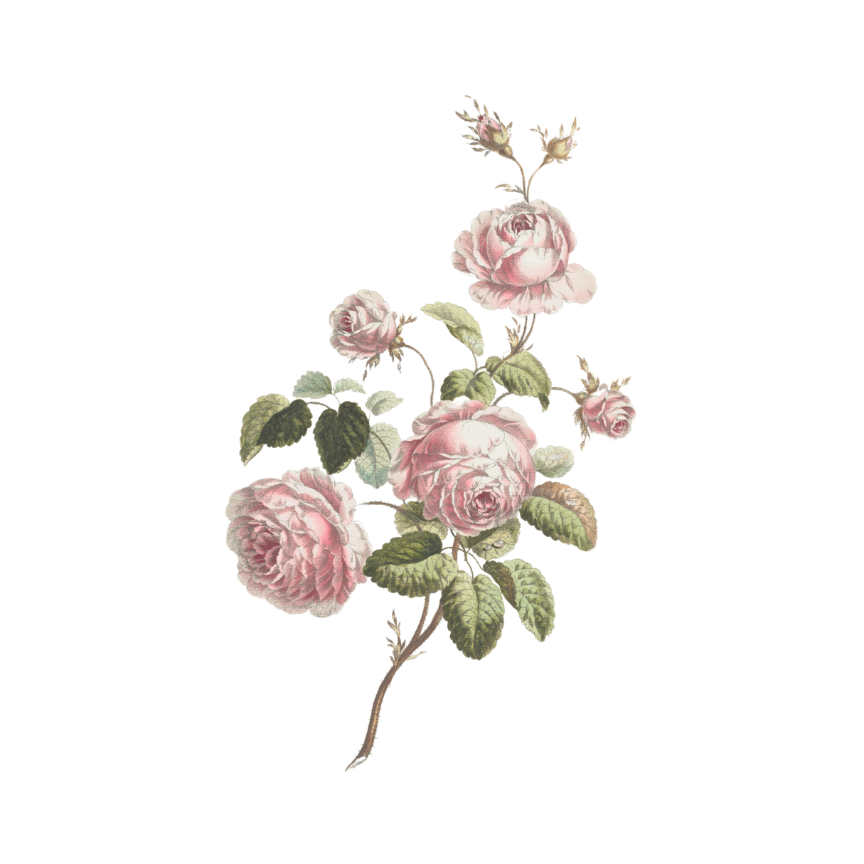 MFCH illustration of a blooming rose.