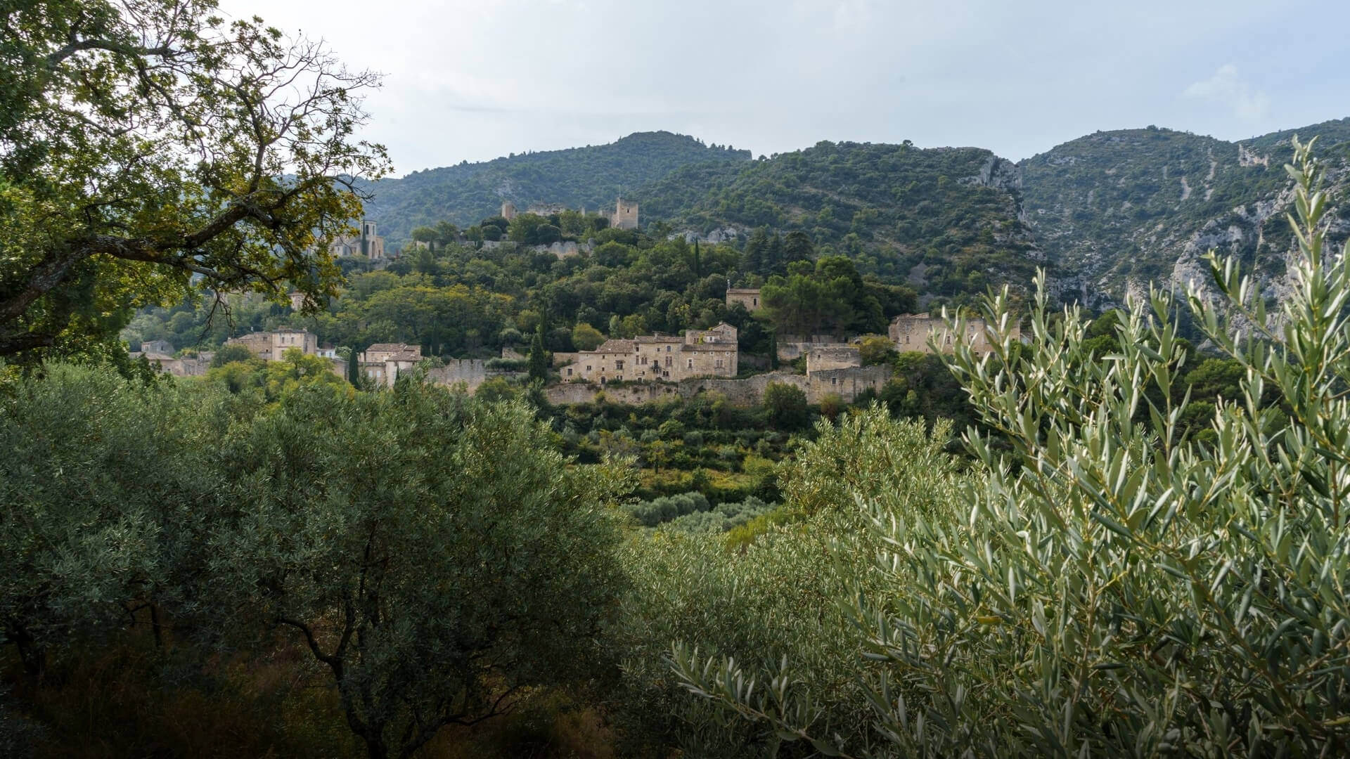 A Provençal olive grove overlooking a historic stone village in the distance.