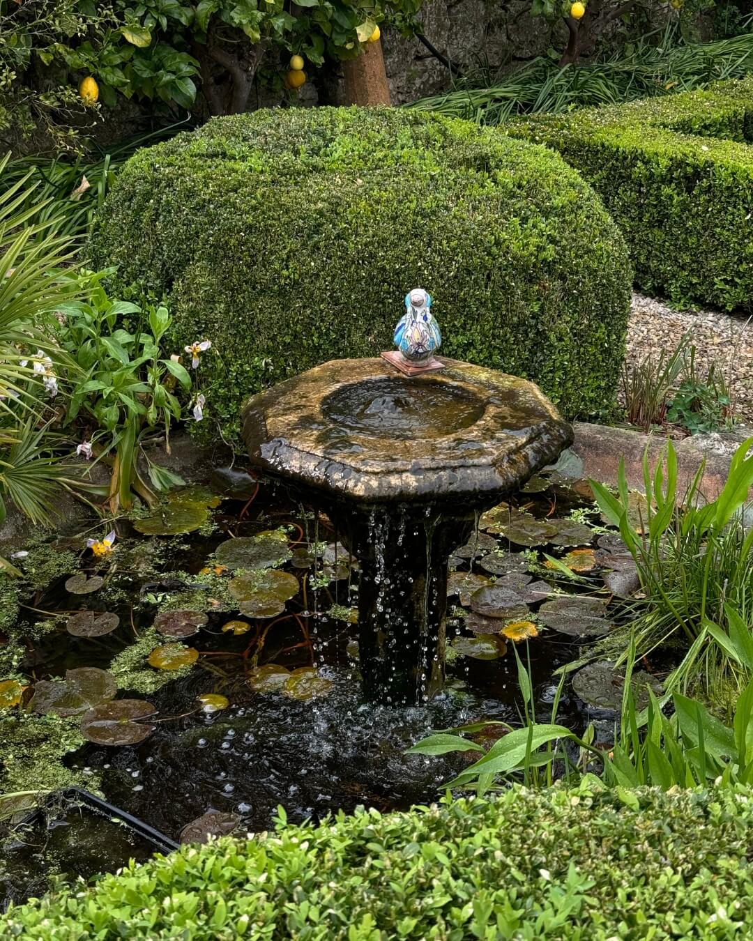 Rustic stone bird bath in lily pad covered pond surrounded by hedges and blooming garden greenery.