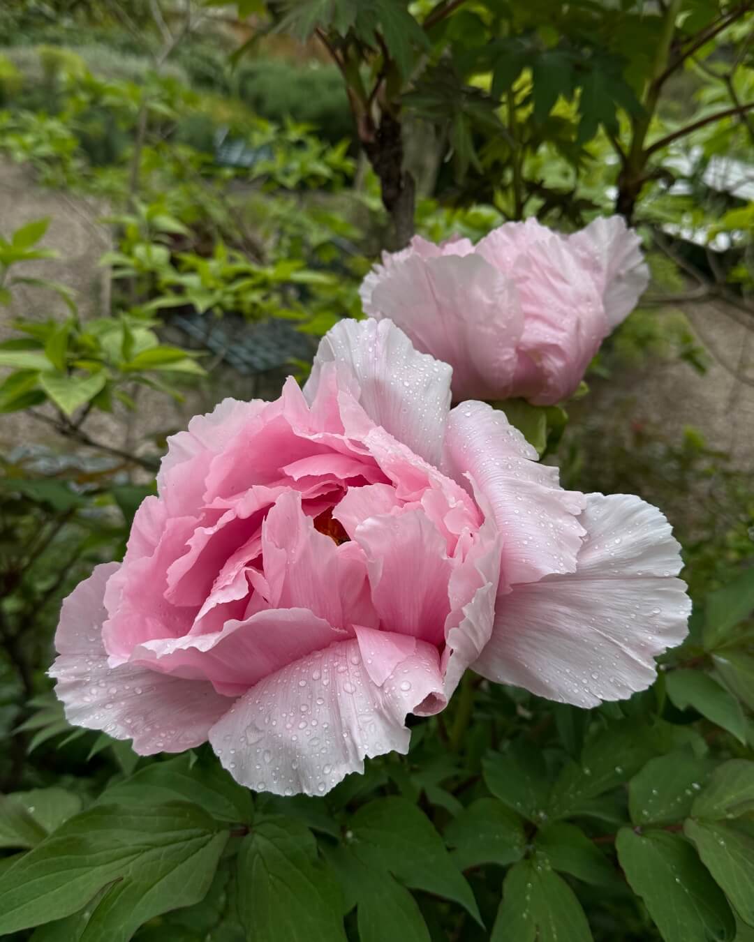 Blooming pink flowers, dotted with rain water on their petals and leaves.