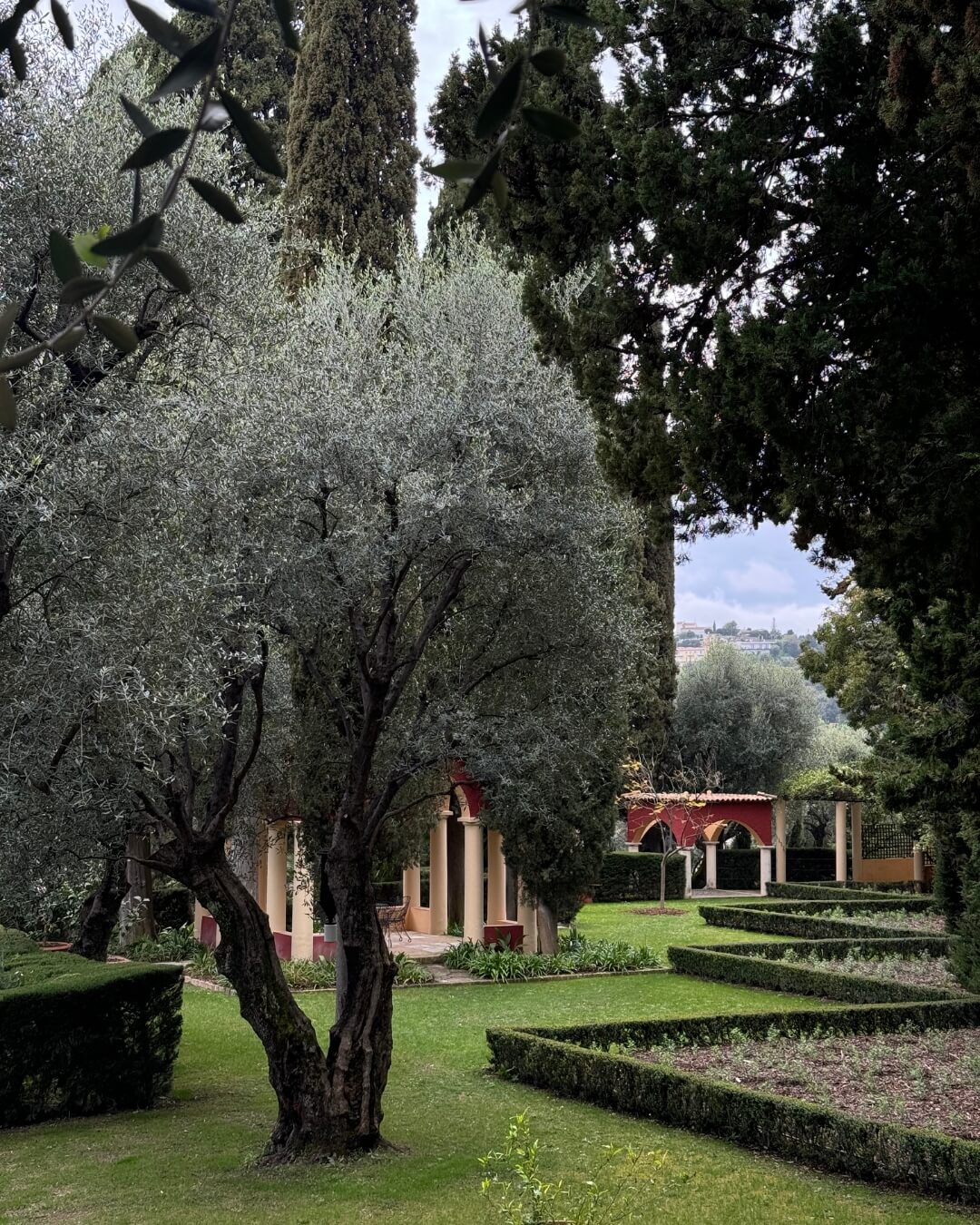 French Riviera garden beds lined with geometric hedges, featuring lush olive and Cyprus trees.