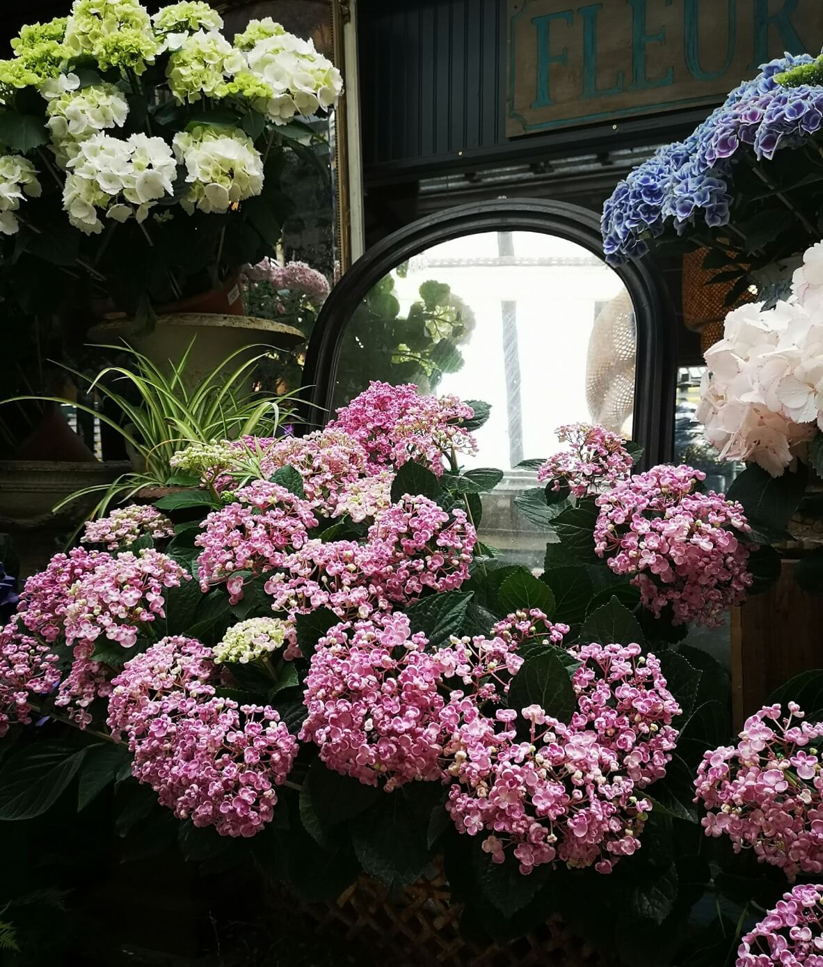 Blooming hydrangeas in Parisian flower shop.