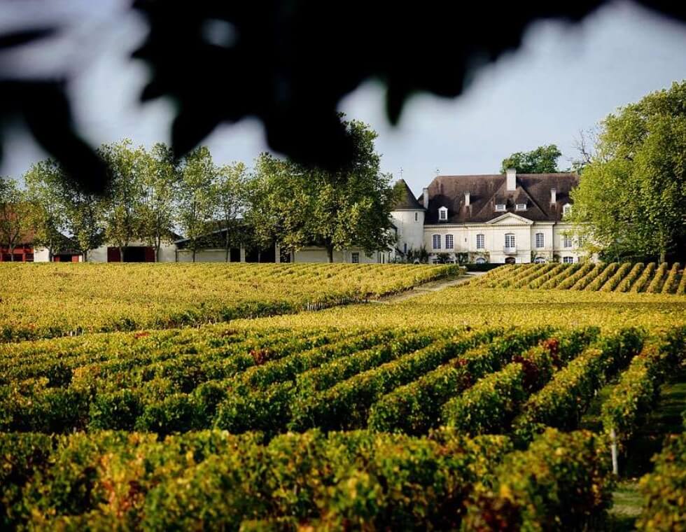 Château Bouscaut Bordeaux vineyard with blooming grapevines and winery estate.