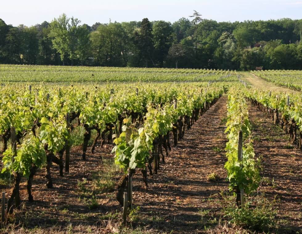 Lush vineyard grapevines at Bouscaut Castle in Bordeaux, France.