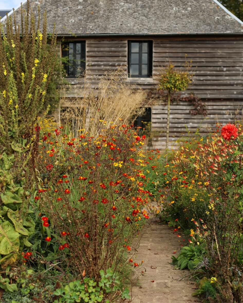Autumnal stone garden path to a cozy cottage, bordered by orange and yellow blooms.