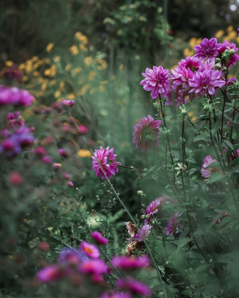 Purple and yellow flowers blooming in a garden bed in Normandy, France.