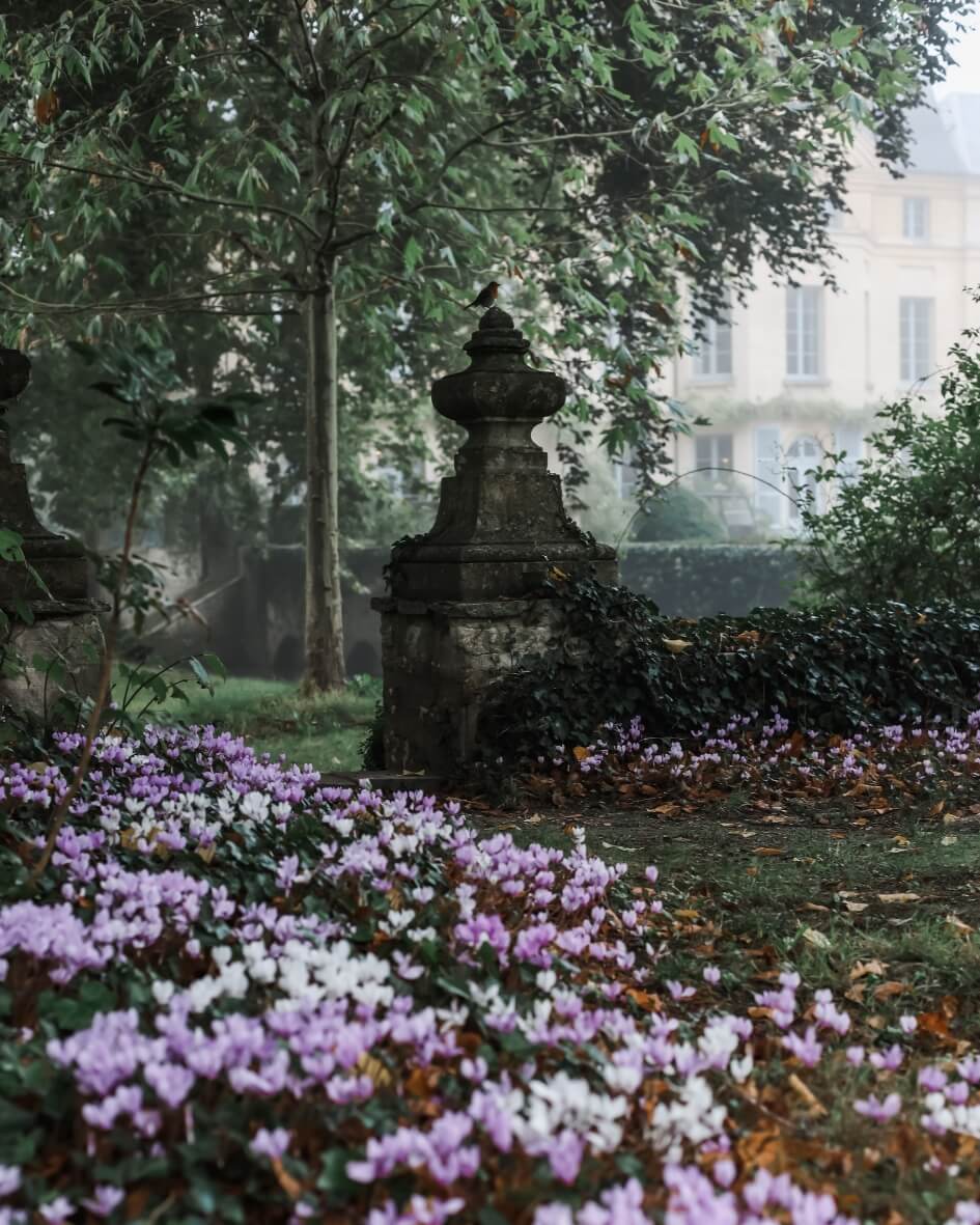Blooming white and purple crocuses along the Domaine de Primard estate in autumn.