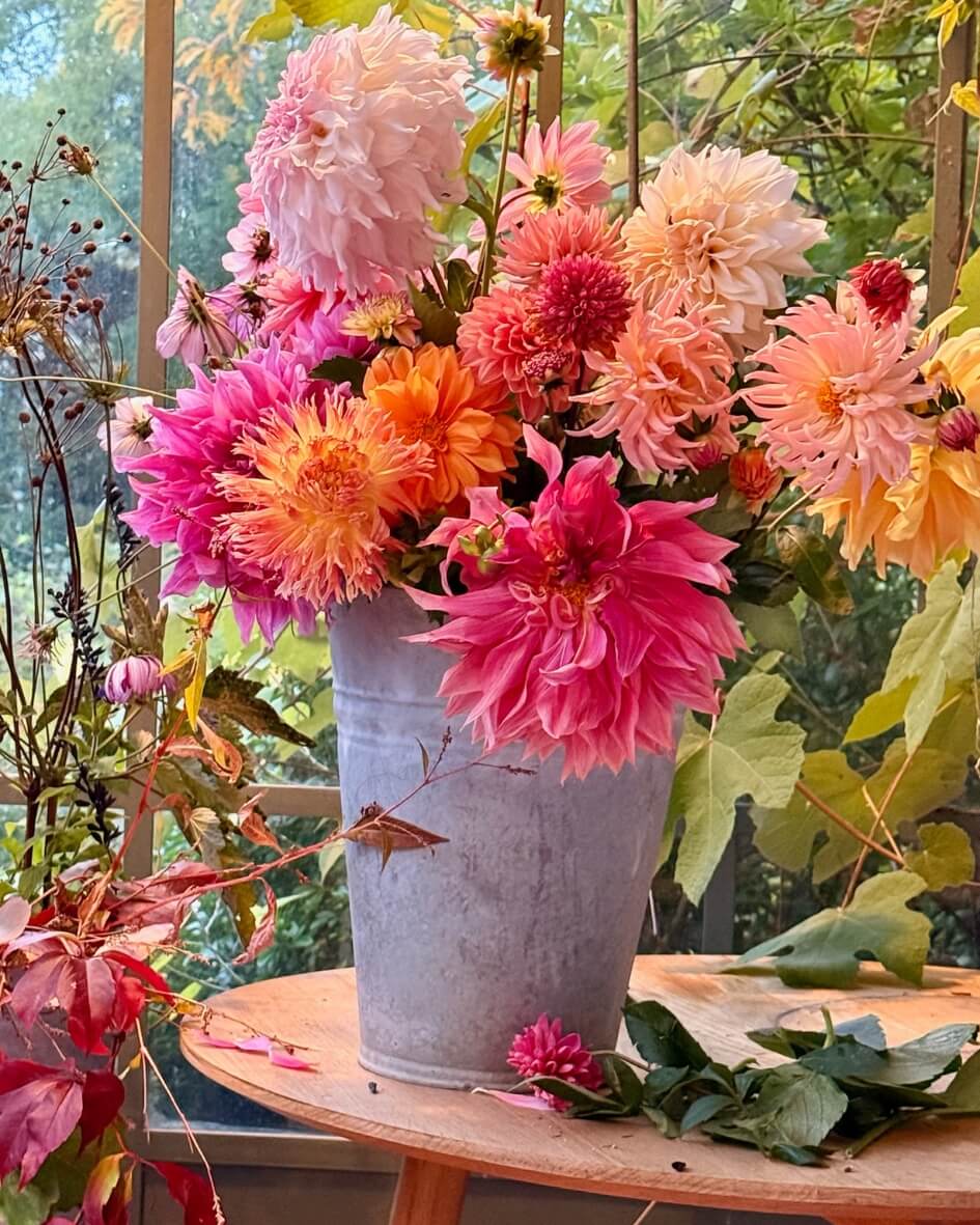 Pink and orange dahlias in a rustic garden vase in Normandy, France.