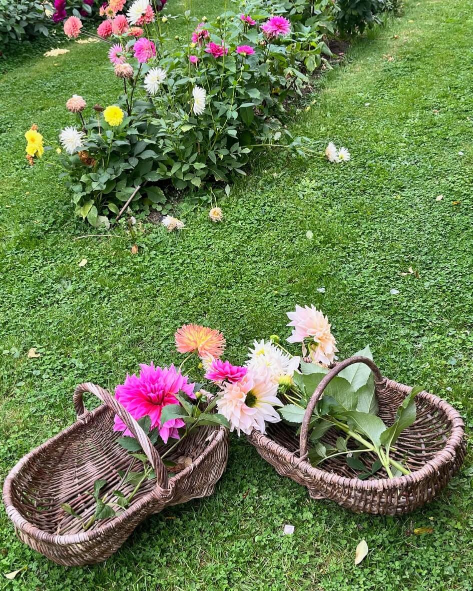 Freshly cut pink dahlias in a lush Normandy garden, France.