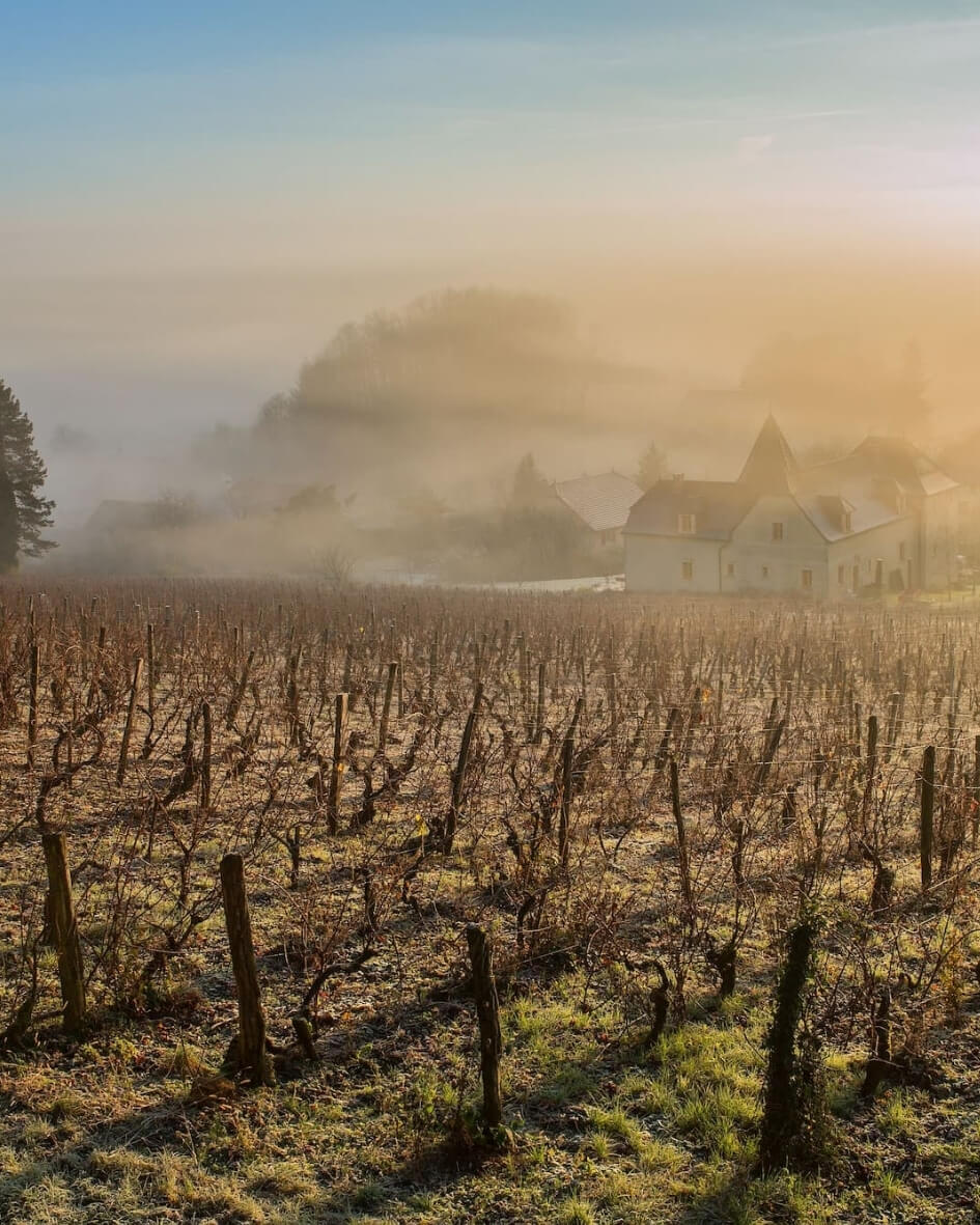 Rows of bare grapevines following the summer harvest in Burgundy, France.