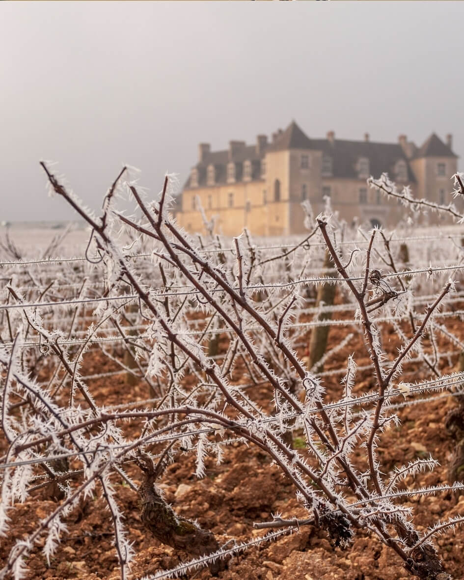 Frost covered grapevines on a historic wintery estate in Burgundy, France.