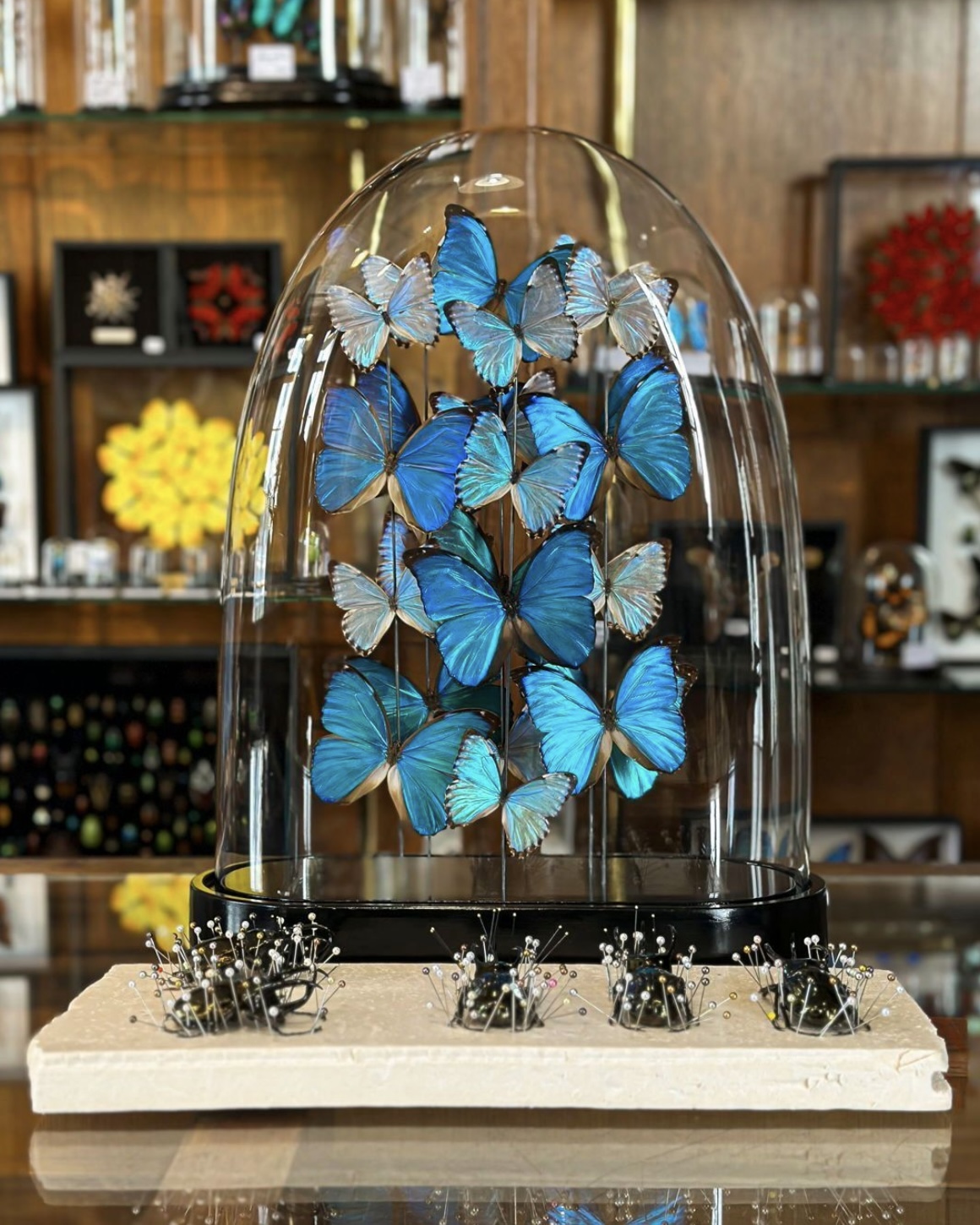 Blue taxidermy butterflies displayed in a glass dome beside other delicate insect taxidermy projects.