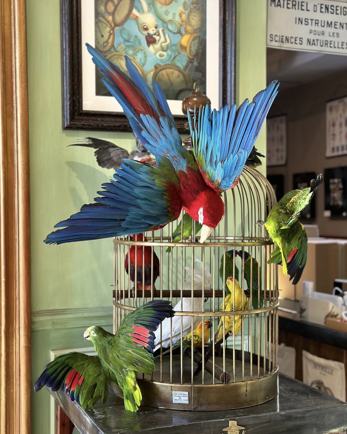 Colorful taxidermy parrots displayed on a vintage bird cage in Paris, France.