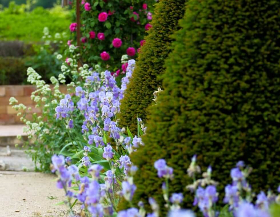 Purple irises and roses planted among lush manicured hedges in Provence, France.