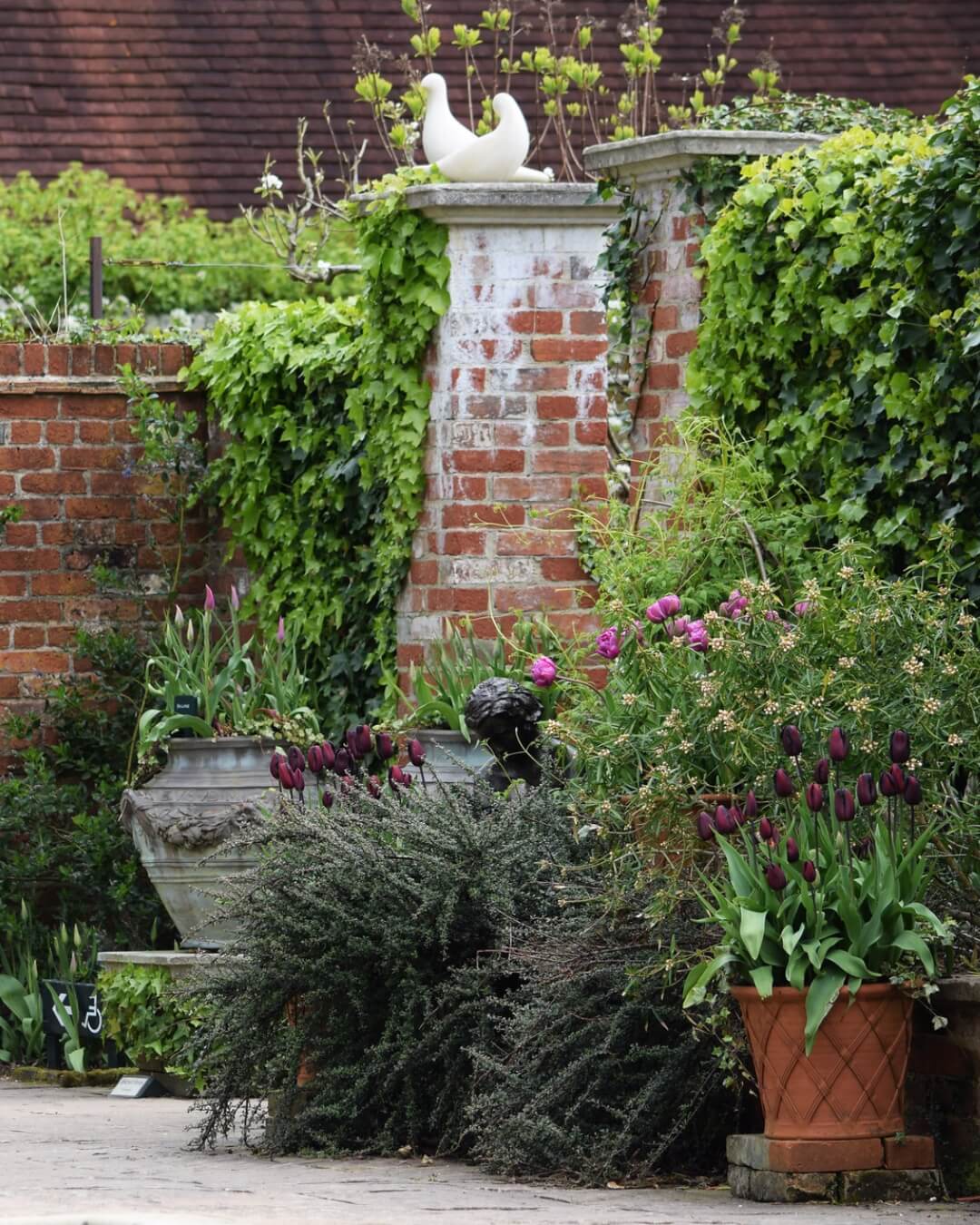 Sussex garden with budding potted flowers and climbing ivy.