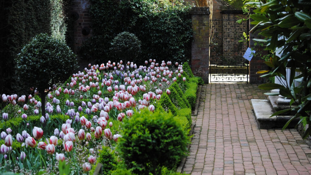 Garden in Sussex, England with blooming pink and purple tulips in a private courtyard.