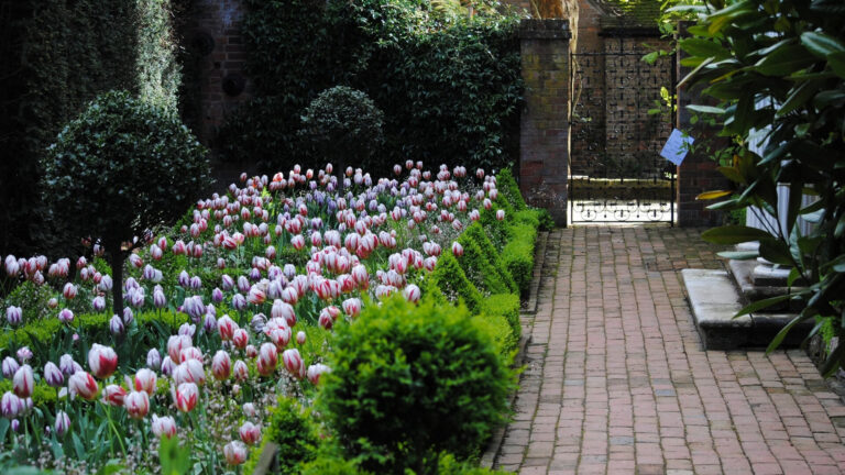 Garden in Sussex, England with blooming pink and purple tulips in a private courtyard.