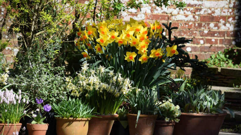 Blooming yellow daffodils among lush potted plants in Sussex, England.