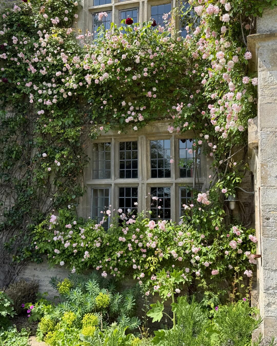 Asthall Manor windows framed by climbing pink rose bushes in the Cotswolds.