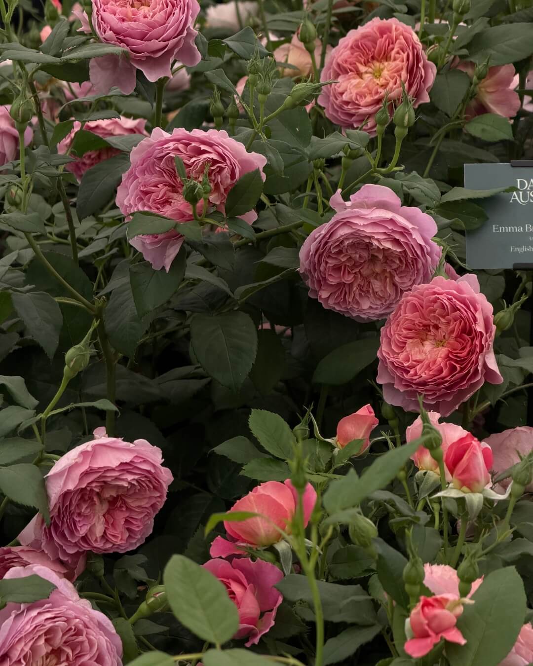 Lush pink rose bush at the Chelsea Garden Show.