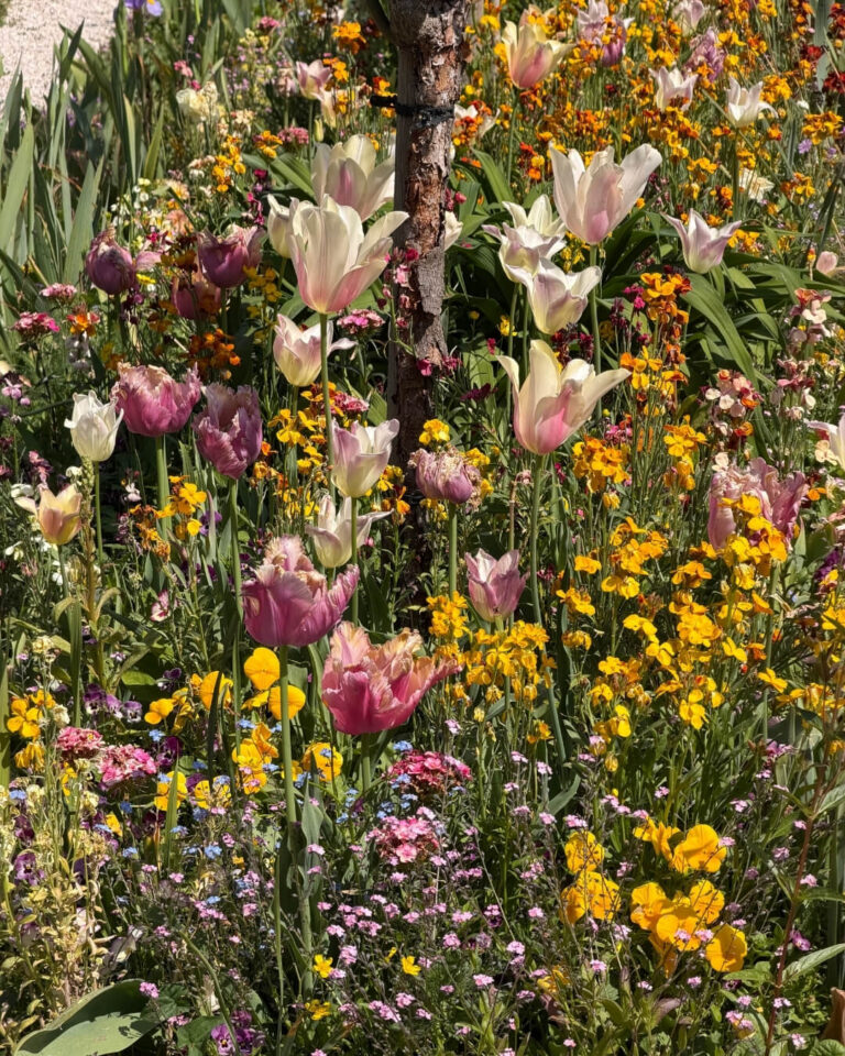 Pink and white tulips planted among yellow and purple wild flowers in a Normandy garden.