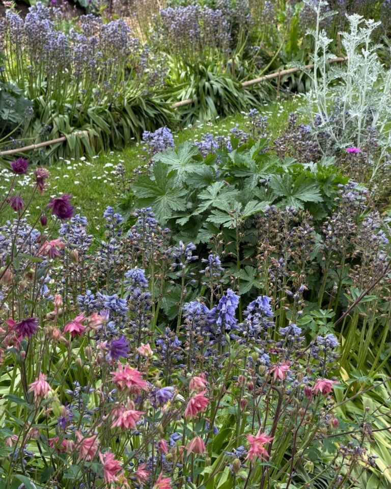Pink and purple flowers planted in a Normandy garden among lush greenery.