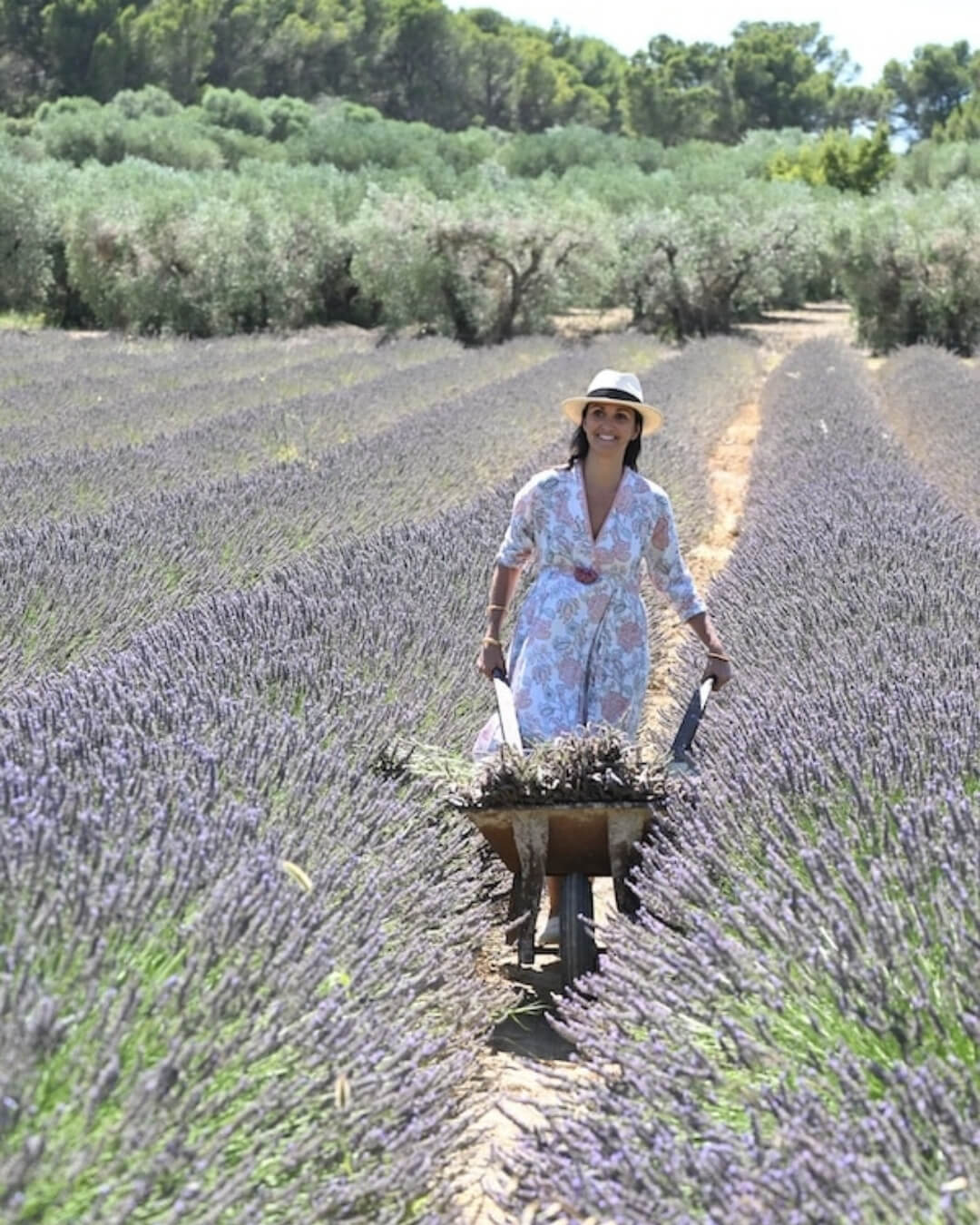 Elsa Lenthal pushing a wheelbarrow of freshly cut flowers in a field of lavender flowerbeds.