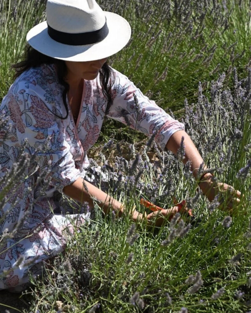 Elsa Lenthal cutting lavender flowers in Provence, France.