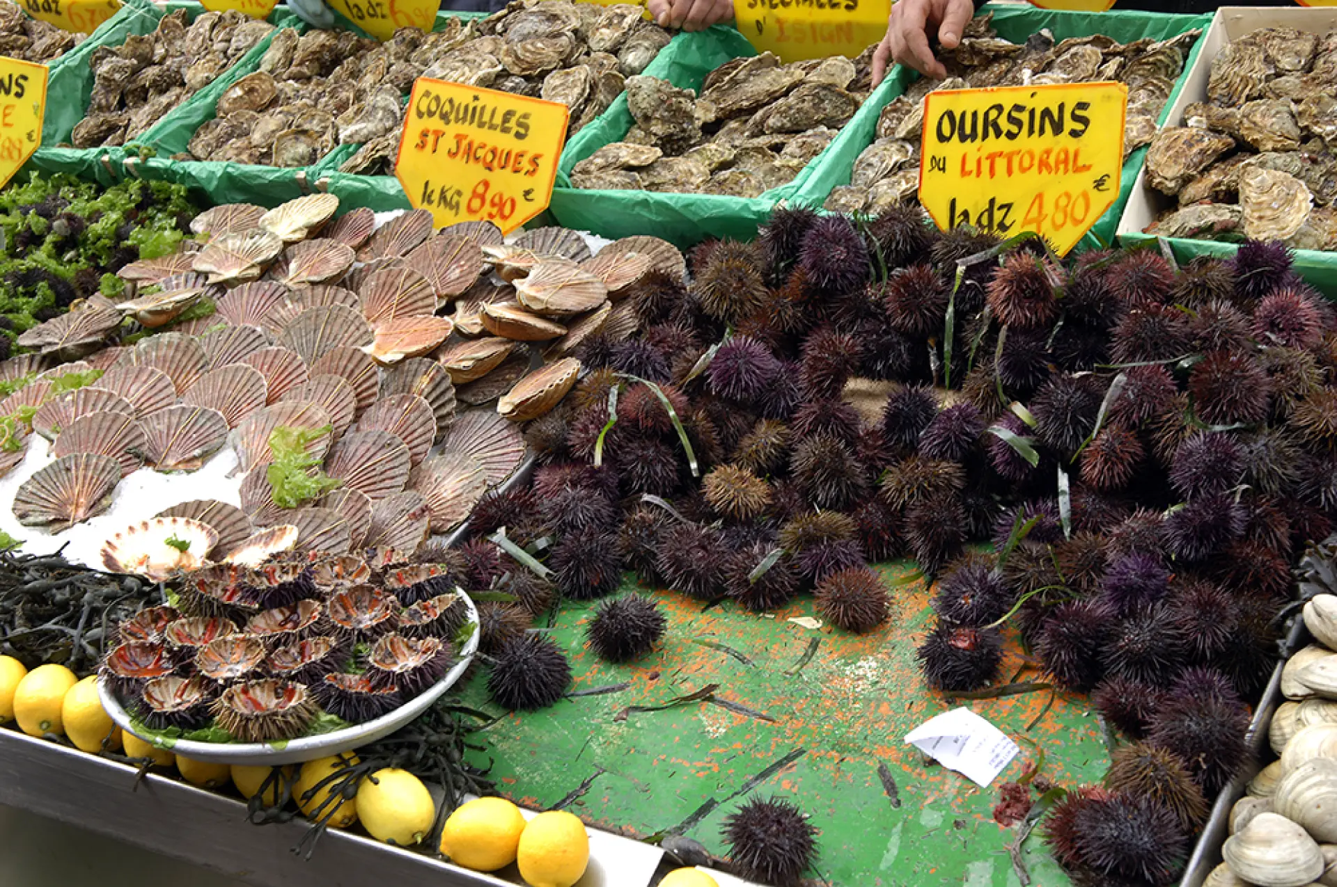 Table laid with fresh see urchins and shellfish at a stand in Marseille, France.