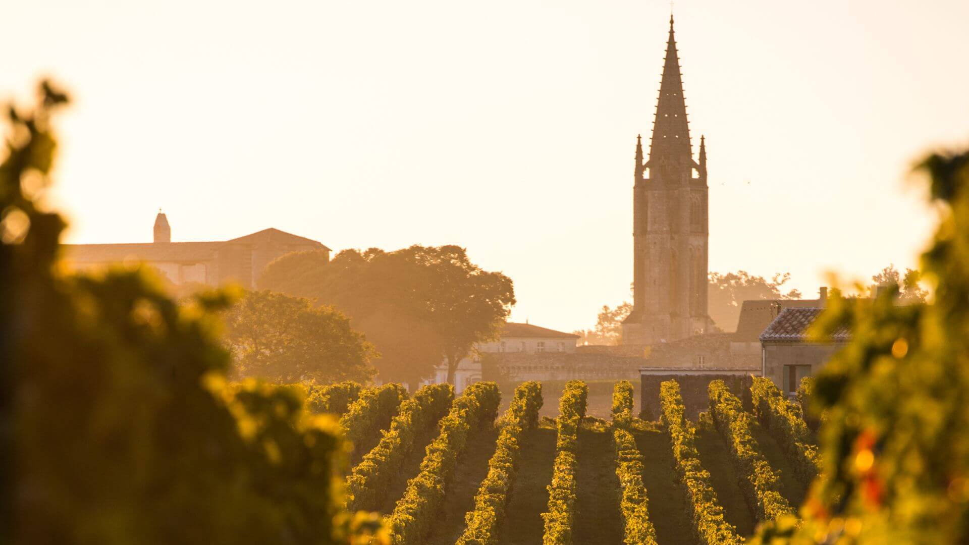 Vineyard at golden hour in Bordeaux, France overlooking a village and local chapel.