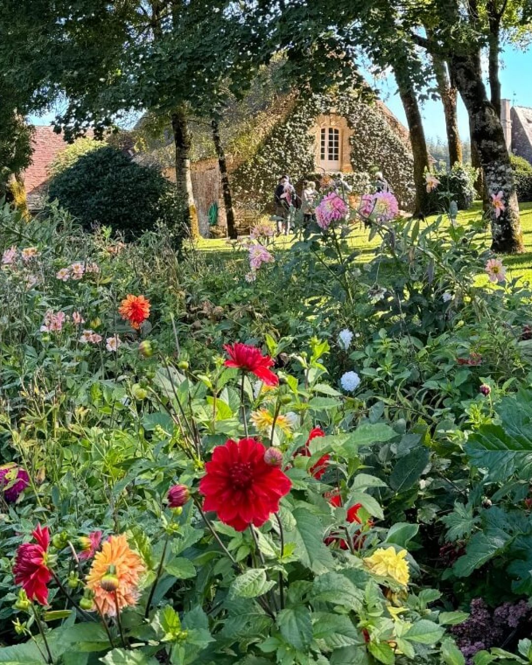 Colorful autumn flowers and lush greenery in front of a cottage at Eyrignac Gardens, Dordogne, France.