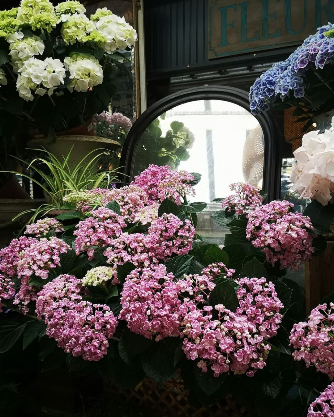 Blooming hydrangeas in Parisian flower shop.