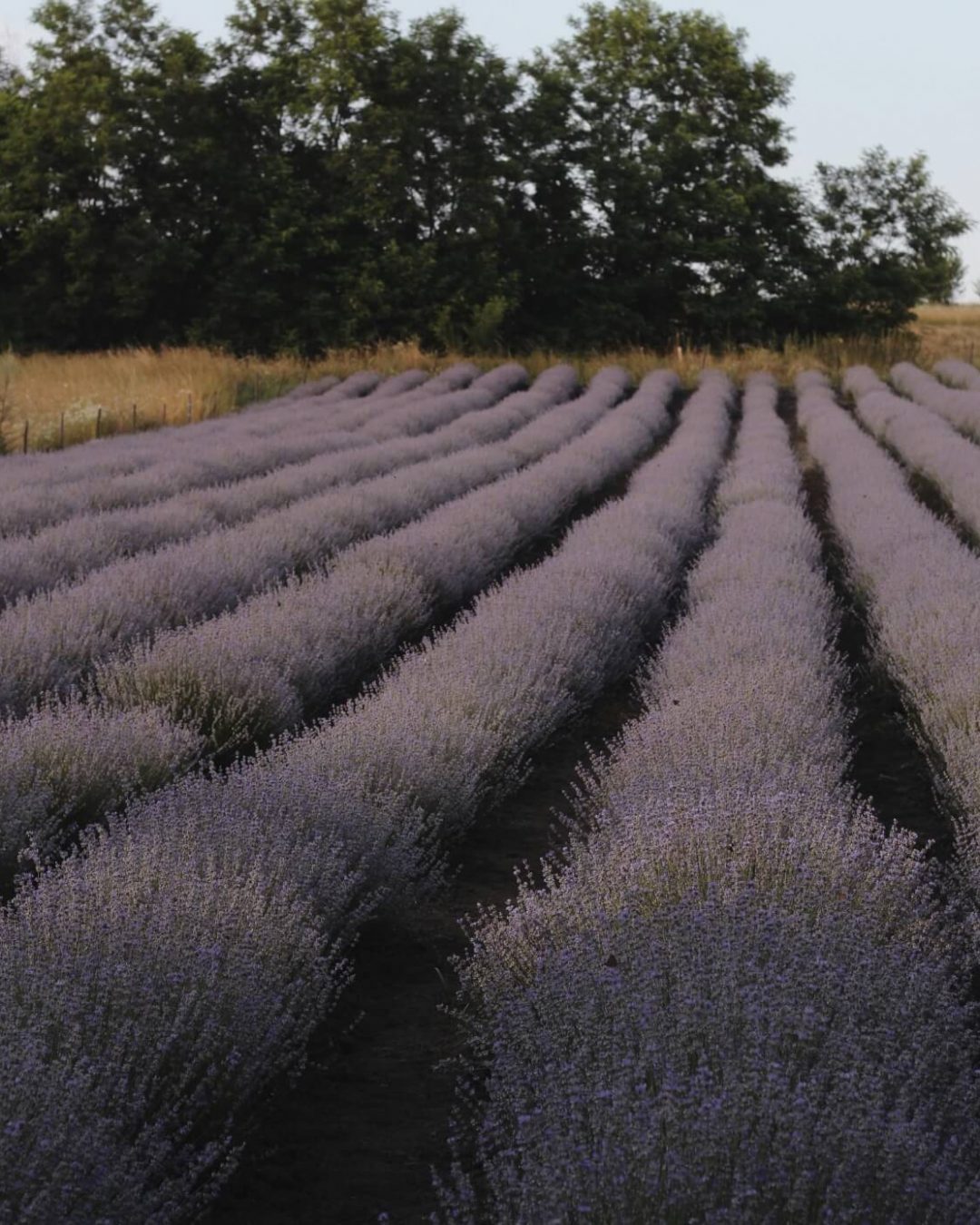 MFCH Travel Provence Itinerary New 02